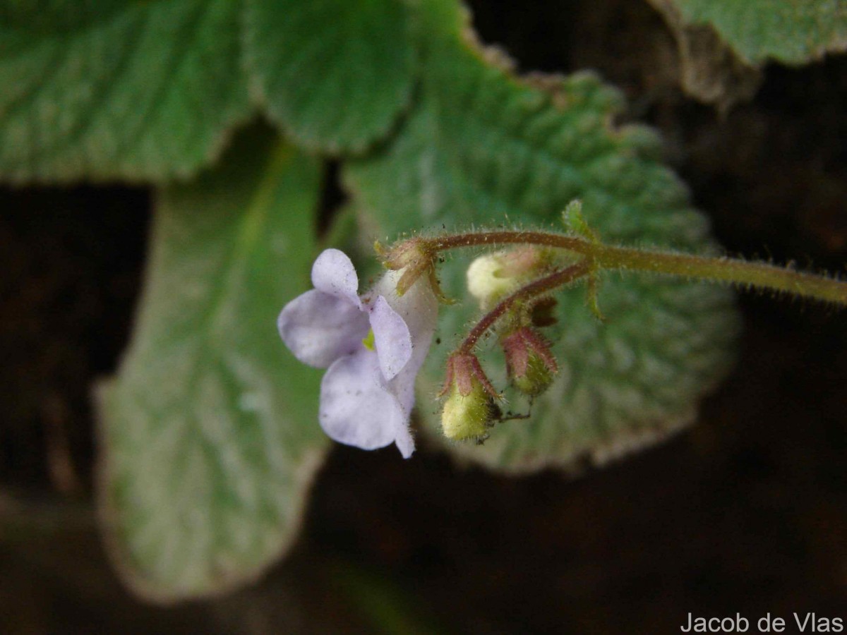 Henckelia humboldtiana (Gardner) A.Weber & B.L.Burtt